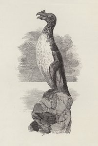 Illusztráció: Charles Kingsley: The Water-Babies (metszet) alkotó: Edward Linley (after) Sambourne