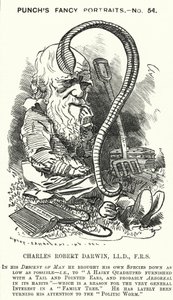 Punch rajzfilm: Charles Darwin angol természettudós és biológus (metszet)