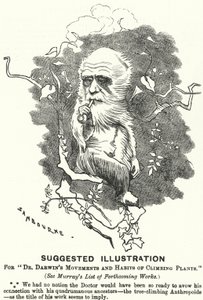 Lyukasztó rajzfilm: Javasolt illusztráció Dr. Darwin mozdulataihoz és a mászónövények szokásaihoz (metszet)