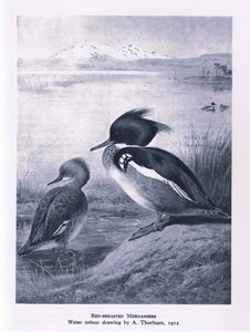 Red Breasted Merganser, Nature in Britain, Collins, 1946 alkotó: Edward Neale