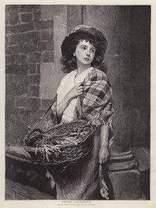 Édes levendula (litho)