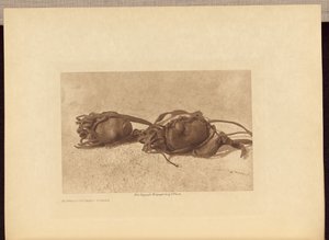 Bivalykövek - Piegan alkotó: Edward S. Curtis