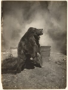 Hadd táncolja el táncát a ravasz fekete medve alkotó: Edward S. Curtis