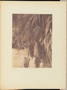 Pálma gyümölcs alkotó: Edward S. Curtis