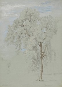 Kőrisfa alkotó: Edward Swinburne