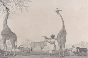 A fenséges és kecses zsiráfok, avagy teveopárdok, néhány ritka gazella állattal..., 1838.
