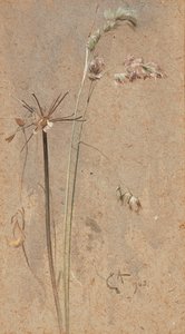Cocksfoot Grass (akvarell súrolópapíron) alkotó: Edwin John Alexander