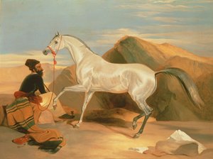 Arab mén