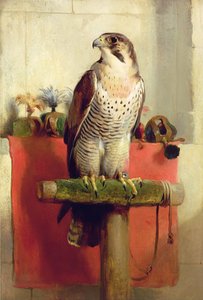Sólyom, 1837