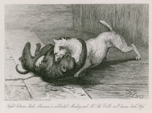Harc Jacco Macacco, egy híres majom és Thomas Cubb úr ismert szukája, Puss között. alkotó: Edwin Landseer