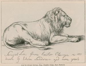 Szenegáli oroszlán az Exeter Change-től alkotó: Edwin Landseer