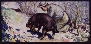 Egy angol szarvasgomba-vadász kutya (színes litho)