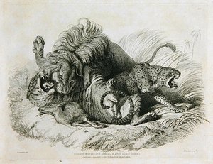 Versengő csoport a természet után, 6. tábla a húsz oroszlánok, tigrisek, párducok és leopárdok metszeteiből... vésette Thomas Landseer (1795-1880) 1823