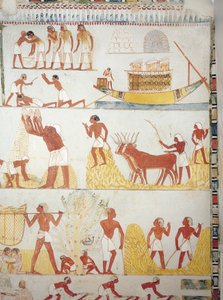Hajó, betakarítás, gabona begyűjtése, szállítása és feldolgozása, freskó, déli szárny, keresztkamra, thébai sír TT69, Sheikh Abd el-Qurna, Théba (az UNESCO világörökségi listája) alkotó: Egyptian 18th Dynasty