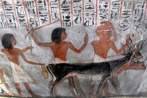 Egyiptomi ókor: bétail fejeket vezető karakterek. Roy sírjának festménye (TT255). 18. dinasztia. Luxor Ciszjordániájáról, Egyiptomból alkotó: Egyptian 18th Dynasty