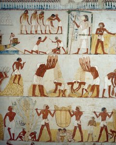 Termény betakarítása, gabonacséplés és -szeletelés, részlet Menna sírjának előcsarnokában, Sheikh Abd el Qurnah Necropolis, Luxor, Théba freskóiról (az Unesco világörökségi listája) alkotó: Egyptian 18th Dynasty