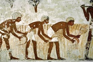 Férfiak sarlóval vágják a kukoricát alkotó: Egyptian 18th Dynasty