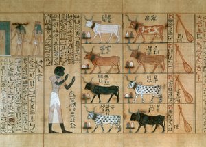 Papirusz, amely ökröket ábrázol, a Maiherperi halottak könyvéből alkotó: Egyptian 18th Dynasty