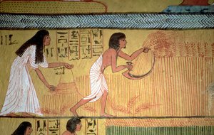 Részlet a betakarítási jelenetről a keleti falon, Sennedjem sírjából, The Workers" Village, New Kingdom alkotó: Egyptian 19th Dynasty