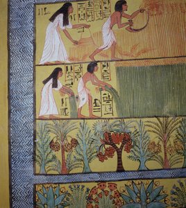 Részlet a betakarítási jelenetről a keleti falon, Sennedjem sírjából, The Workers Village, New Kingdom (falfestmény) (lásd még 19829-30 és 67891) alkotó: Egyptian 19th Dynasty