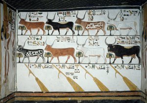 Hét égi tehén, férjbika és négy kormányevező, a Halottak könyve 148. fejezete, részlet Nefertari sírjának második kamrájának freskóiról, Queens Valley, Luxor, Théba. Egyiptomi civilizáció, Újbirodalom, XIX. dinasztia. alkotó: Egyptian 19th Dynasty
