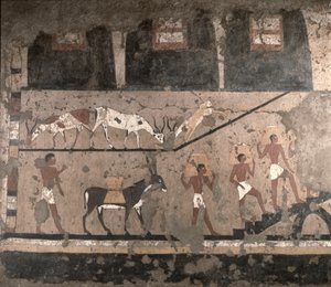 Mezőgazdasági jelenet, falfestmény eltávolítva a Ti Mastabából Sakkara-ban, az óbirodalomban, ie 2494-2345 körül (festett mészkő)