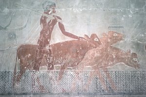 Csatornába gázoló marhák a Ti Mastaba-kápolnában, Old Kingdom (falfestmény)