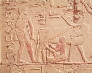 Relief depicting a man milking a cow, from the Mastaba of Kagemni, Old Kingdom (painted limestone)