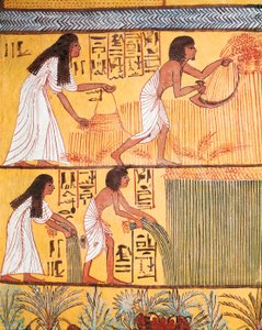 Részlet a betakarítási jelenetről a keleti falon, Sennedjem sírjából, A munkásfaluból alkotó: Egyptian Egyptian