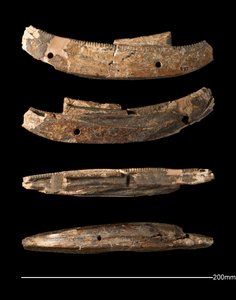 Model boat, Hierakonpolis, Early Dynastic Period (c. 2950 - c. 2575 BC) (carved ivory) alkotó: Egyptian Egyptian