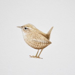 Wren, 2019 (akvarell és ceruza)