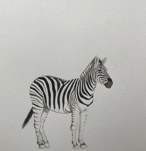 Zebra, 2018 (akvarell ceruza és festék)