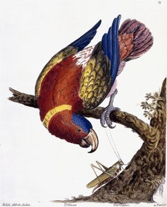 Egy papagáj, 1731-1738