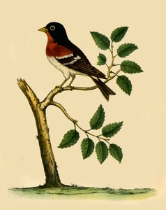 „Brambling”, 1738, 1942.