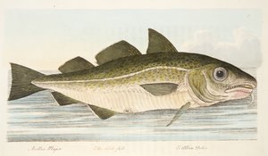 The Cod Fish, a Treatise on Fish és halastavak, pub. 1832 (kézzel színezett metszet)