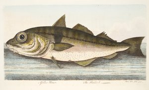 A foltos tőkehal, a Halakról és halastavakról szóló értekezésből, kocsma. 1832 (kézzel színezett metszet)