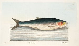 A hering, az Értekezés a halakról és a halastavakból, kocsma. 1832 (kézzel színezett metszet)