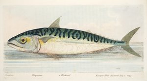A makréla, az Értekezés a halakról és a halastavakról, kocsma. 1832 (kézzel színezett metszet)