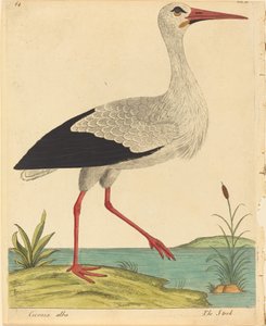 A Stork Ciconia Alba, megjelenése 17311738.