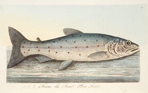 A pisztráng, az Értekezés a halakról és a halastavakból, kocsma. 1832 (kézzel színezett metszet) alkotó: Eleazar Albin