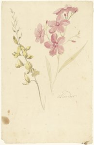 Oleander és a fék
