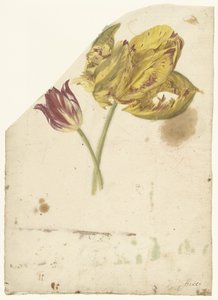 Két tulipán tanulmányozása