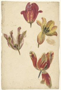 Tanulmányok négy tulipánról alkotó: Elias van Nijmegen