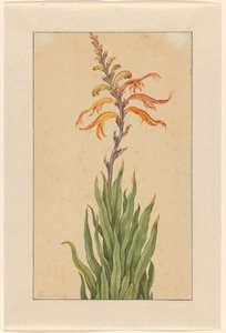 Crocosmia (Montbretia) alkotó: Elias van den Broeck (signed by artist)