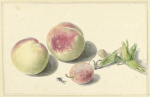 Őszibarack, dió, szilva és légy alkotó: Elisabeth Geertruida van de Kasteele