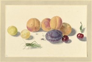 Őszibarack, szilva, cseresznye és két rovar alkotó: Elisabeth Geertruida van de Kasteele