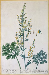 Abszint, a művész "Herbarium Blackwellianum" tányérja, 1757 (színes metszet) alkotó: Elizabeth Blackwell