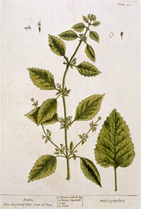 Balzsam, 27. tábla az 1782-ben megjelent "Egy különös gyógynövény" című könyvből (színes metszet).