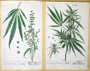 Cannabis mas és Cannabis foemina, a 