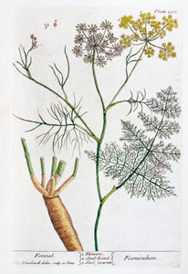 édeskömény, 1782 alkotó: Elizabeth Blackwell